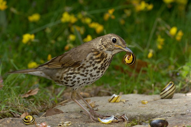 song-thrush
